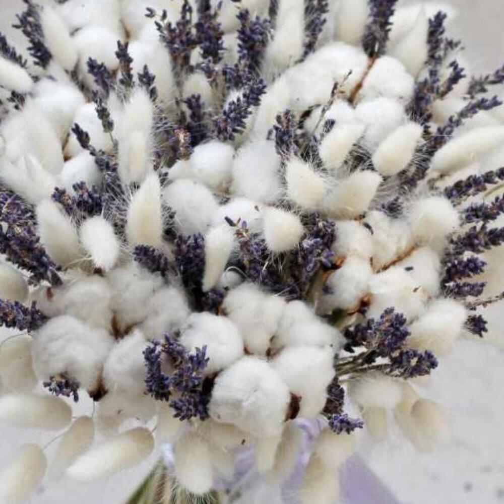 лагурусом и хлопком лагурусом и хлопком