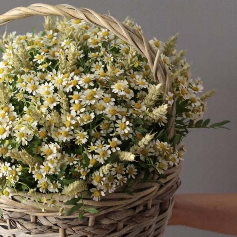 Корзина с матрикарией 