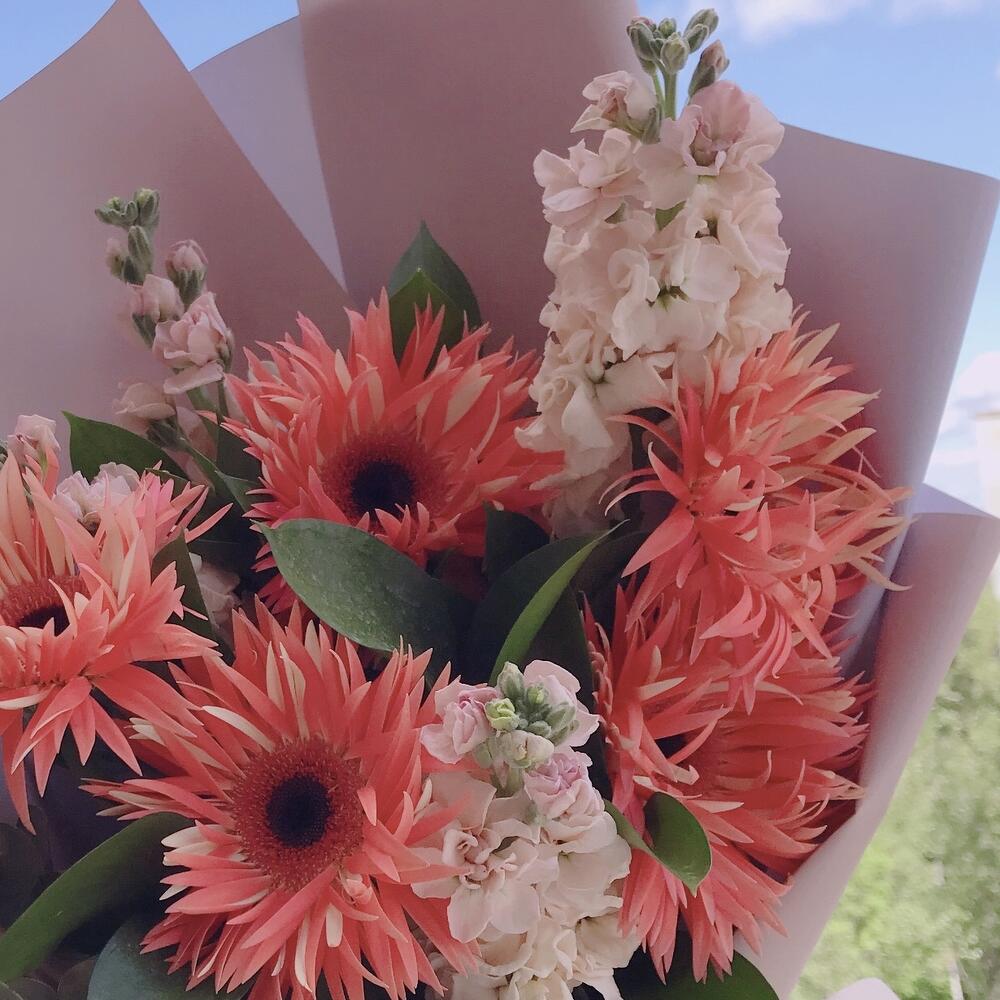 эвкалипт эвкалипт